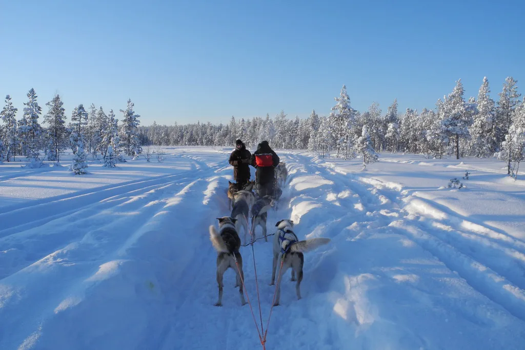 Dog Sledge - Rovaniemi