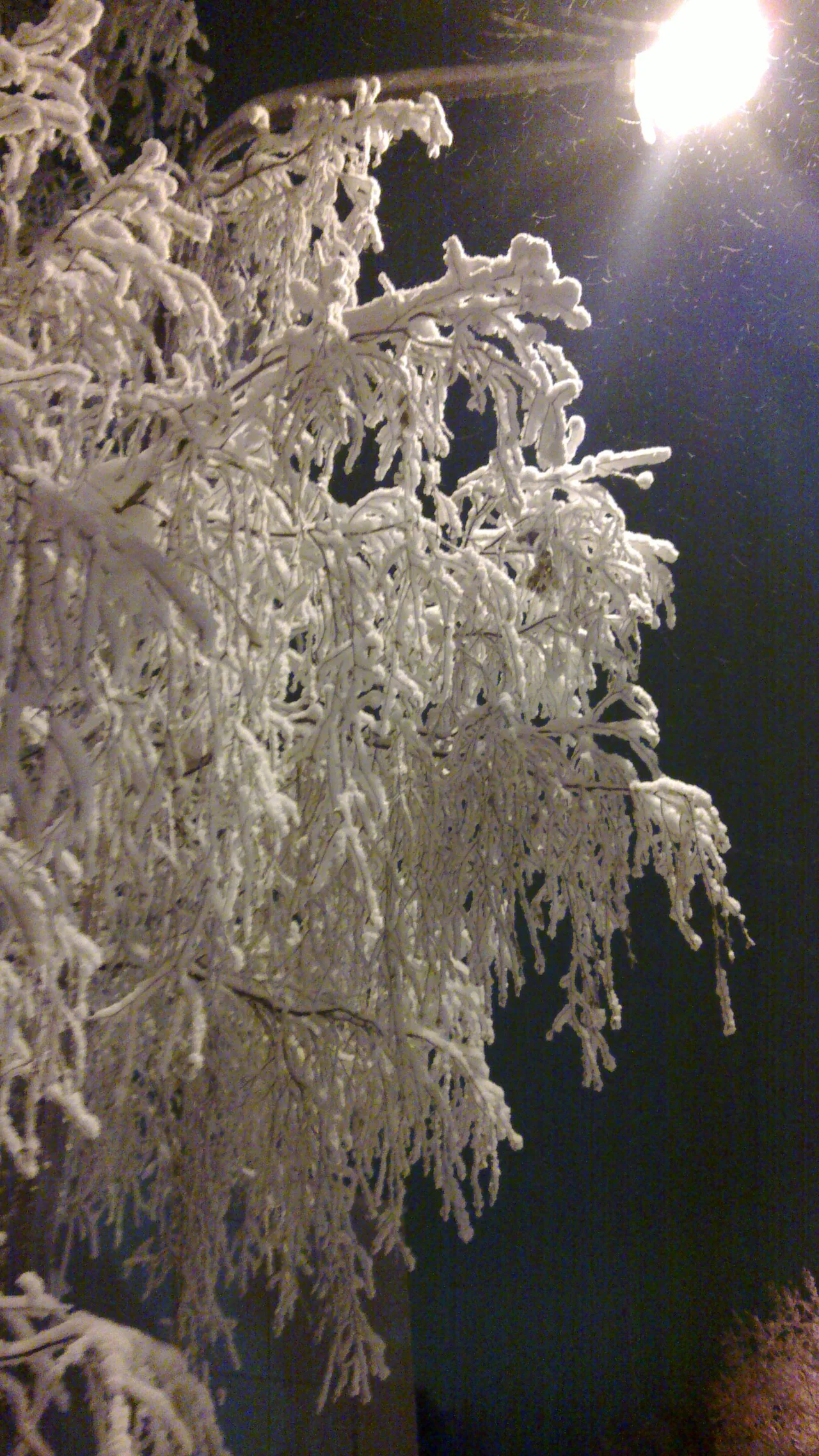 Frozen branches, Rovaniemi