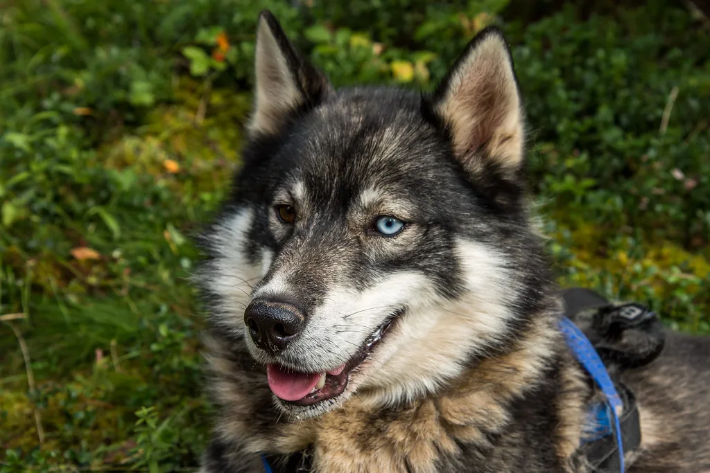 Era-Susi Huskies in Oulanka National Park Finland, Ruka