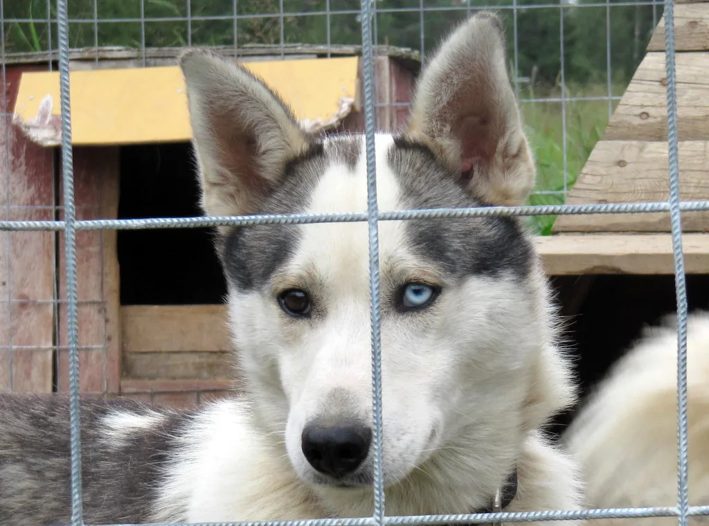A Visit To EräSusi Husky Farm, Ruka