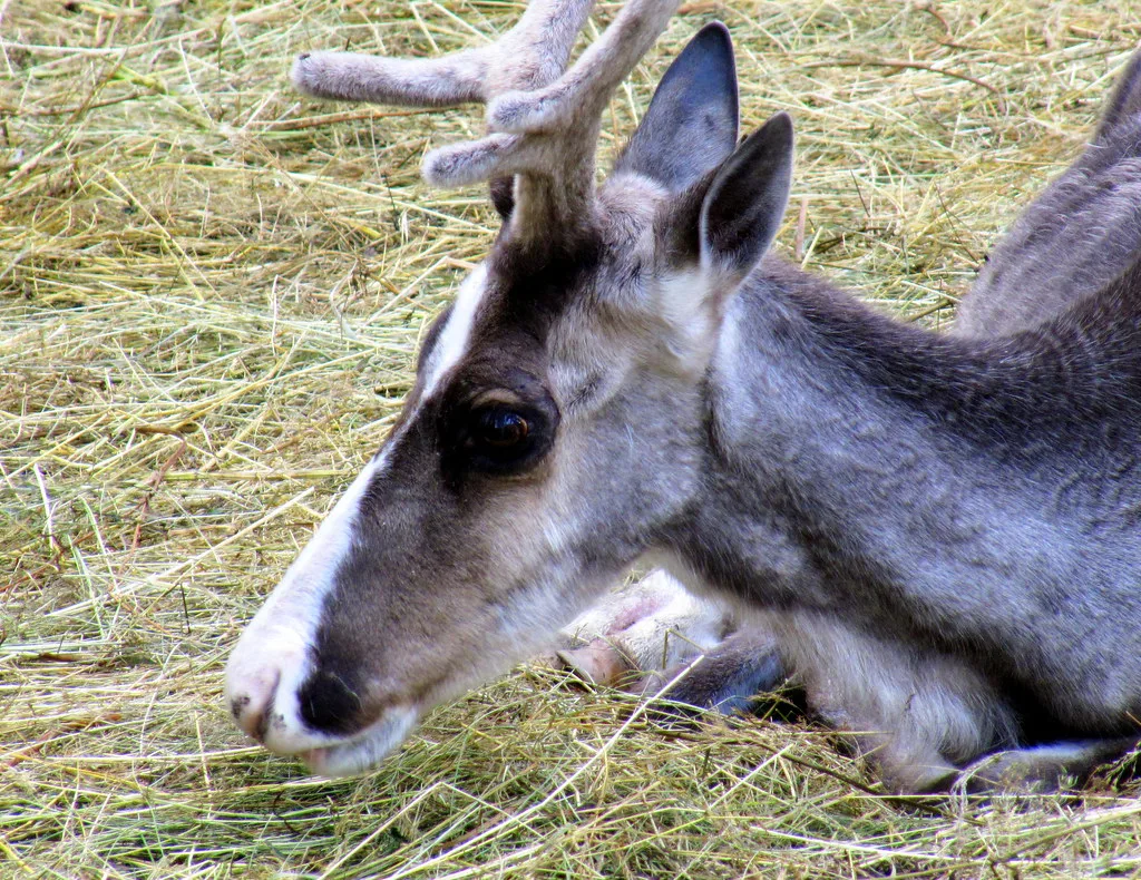 Reindeer, Ruka