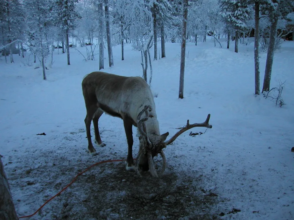Reindeer, Saariselkä