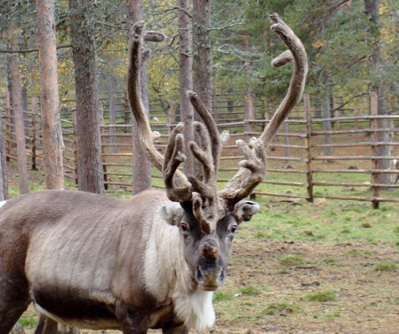 Reindeers in Lapland (Finland) Poroja Lapissa), Saariselkä