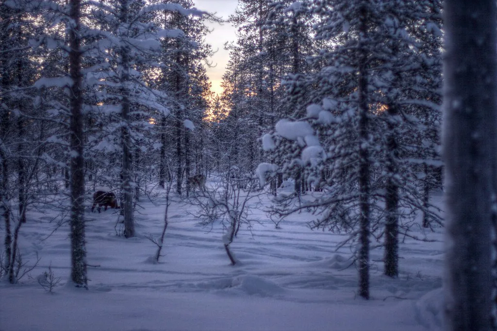 Winter in Saariselkä, Finland