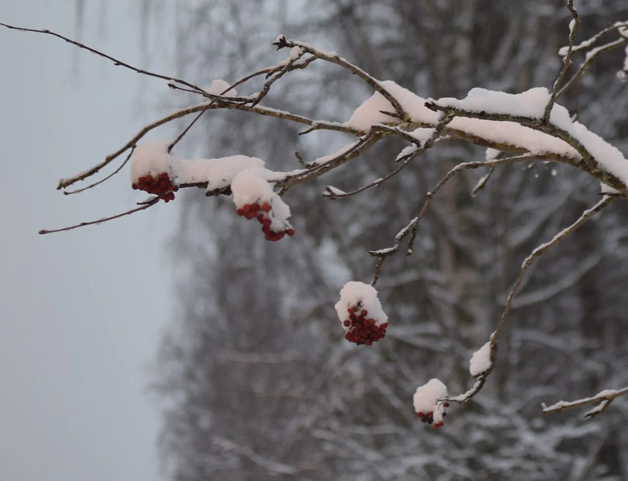 Pihlajanmarjoja talvella, Rovaniemi