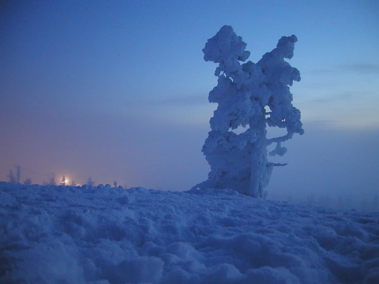 Snowy Tree, Saariselkä