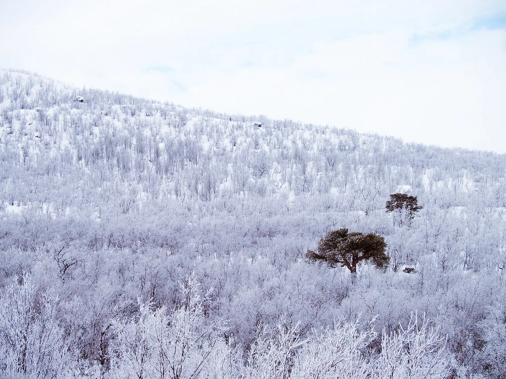 Stay Green, Swedish Lapland