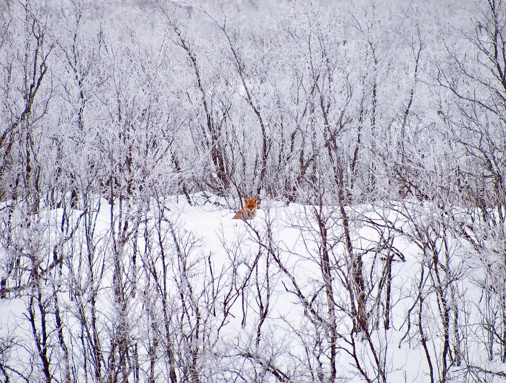 Mr Fox, Swedish Lapland